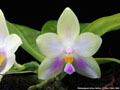 Photo : Phalaenopsis Tarlac Bellina