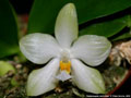 Photo : Phalaenopsis micholitzii