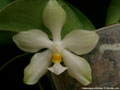 Photo : Phalaenopsis micholitzii