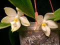 Photo : Phalaenopsis micholitzii