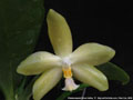 Photo : Phalaenopsis Green Valley