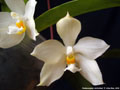 Photo : Phalaenopsis micholitzii