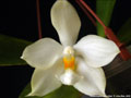 Photo : Phalaenopsis micholitzii