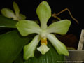 Photo : Phalaenopsis micholitzii