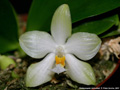 Photo : Phalaenopsis micholitzii