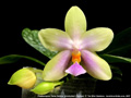 Photo : Phalaenopsis Tarlac Bellina