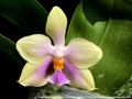 Photo : Phalaenopsis Tarlac Bellina