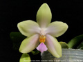 Photo : Phalaenopsis Tarlac Bellina
