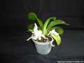 Photo : Phalaenopsis micholitzii
