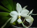 Photo : Phalaenopsis micholitzii
