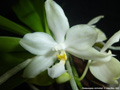 Photo : Phalaenopsis micholitzii
