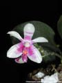 Photo : Phalaenopsis modesta