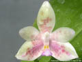 Photo : Phalaenopsis High Society