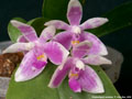 Photo : Phalaenopsis modesta