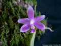 Photo : Phalaenopsis modesta