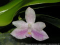 Photo : Phalaenopsis High Society