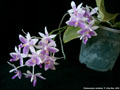 Photo : Phalaenopsis modesta