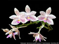 Photo : Phalaenopsis High Society