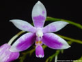 Photo : Phalaenopsis modesta
