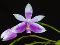 Photo : Phalaenopsis modesta