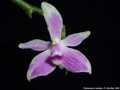 Photo : Phalaenopsis modesta