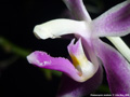 Photo : Phalaenopsis modesta