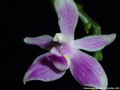 Photo : Phalaenopsis modesta