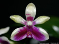 Photo : Phalaenopsis modesta
