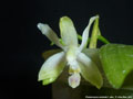 Photo : Phalaenopsis modesta