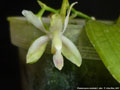Photo : Phalaenopsis modesta