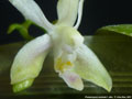 Photo : Phalaenopsis modesta