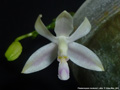 Photo : Phalaenopsis modesta