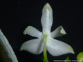 Photo : Phalaenopsis modesta