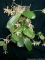 Photo : Phalaenopsis pallens