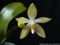 Photo : Phalaenopsis pallens