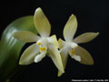 Photo : Phalaenopsis pallens