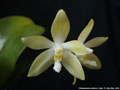 Photo : Phalaenopsis pallens