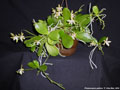 Photo : Phalaenopsis pallens