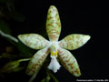 Photo : Phalaenopsis pallens