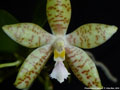 Photo : Phalaenopsis pallens