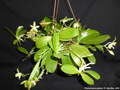 Photo : Phalaenopsis pallens