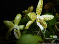 Photo : Phalaenopsis pallens