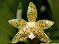 Photo : Phalaenopsis pallens