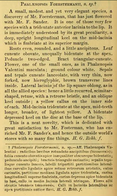 Phalaenopsis foerstermanii, n. sp.