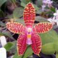 Photo : Chien Lung Liu / Chien Lung Orchids