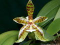 Photo : Phalaenopsis pantherina