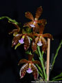 Photo : Phalaenopsis Smiling Tiger
