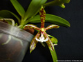 Photo : Phalaenopsis pantherina