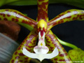 Photo : Phalaenopsis pantherina