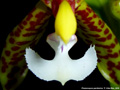 Photo : Phalaenopsis pantherina
